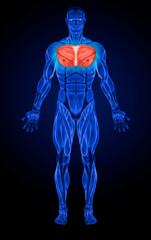 Chest Muscle Pectoralis Major Minor Anatomy muscles X-ray 