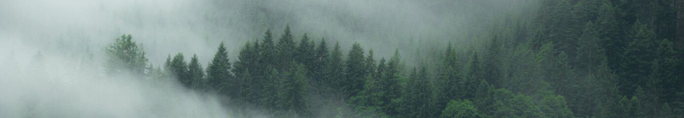 Amazing mystical rising misty fog forest woods trees wide panoramic landscape in black forest (...