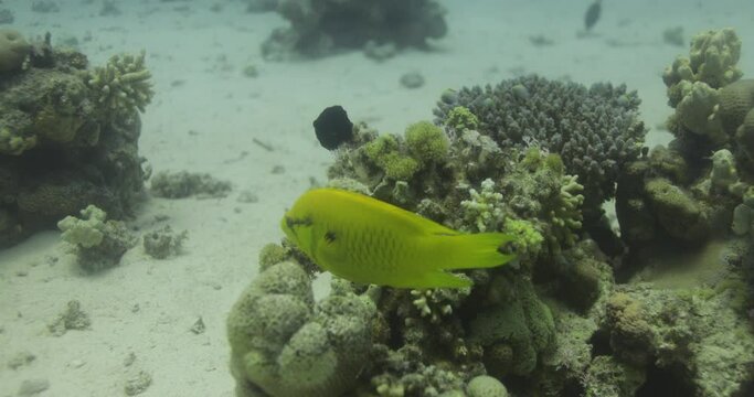 Sling-jaw wrasse in the Coral Reef of the Red Sea, preparing to hunt a meal and enlarging its jaw 4K