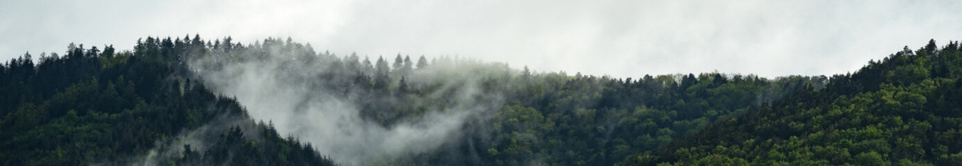 Fototapeta na wymiar Amazing mystical rising fog forest trees landscape in black forest ( Schwarzwald ) Germany panorama banner - Dark mood