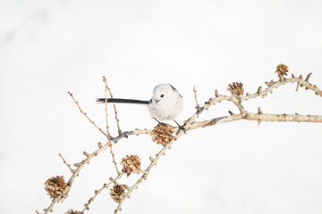 雪原に現れた妖精の小鳥　６