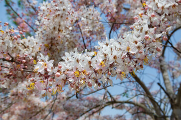Summertime blooms of Kanlapaphruek flowers