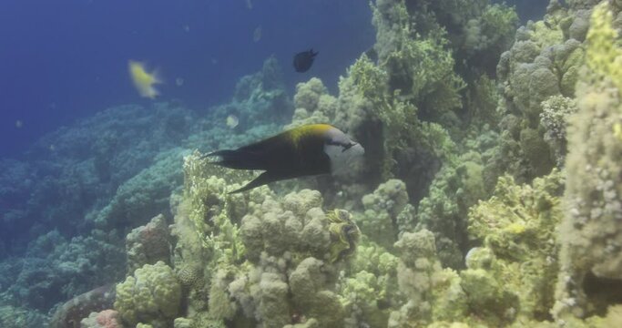 Sling-jaw wrasse in the Coral Reef of the Red Sea, preparing to hunt a meal and enlarging its jaw 4K