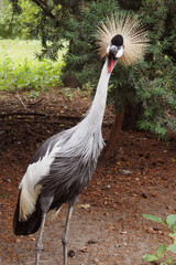 Polish zoo and colorful bird