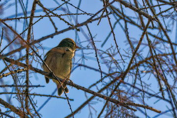 bird on a branch