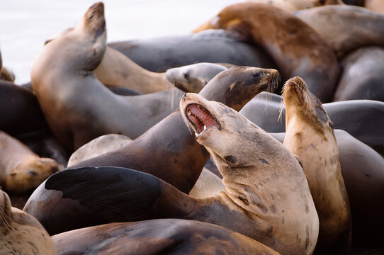 Two sea lions fight in a herd at Moss Landing Harbor.