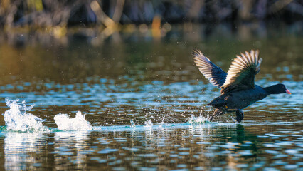 heron in the water
