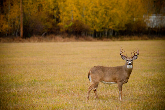 A large whitetail buck stairs down the camera in a grassy field.
