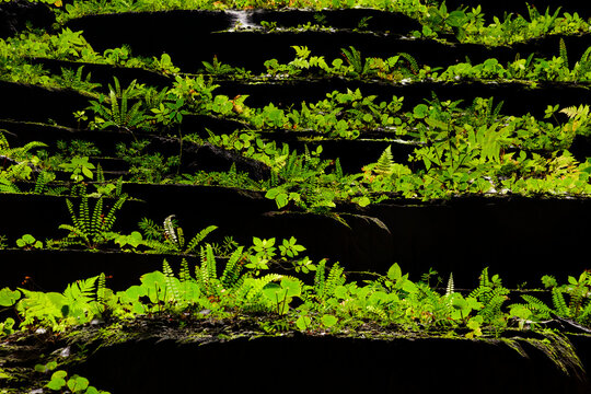Plantlife in Hang Son Doong, Vietnam.