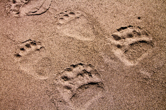 Bear tracks in the beach sand