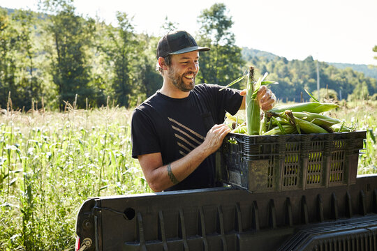 A farmer harvesting corn on his organic farm.