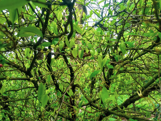 Árbol de coca, hoja de coca