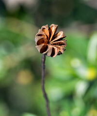 Flor seca