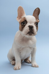 Lovely french bulldog looking aside with curiosity, sitting on blue background. French Bulldog puppy 3 months old. Beautiful french bulldog dog