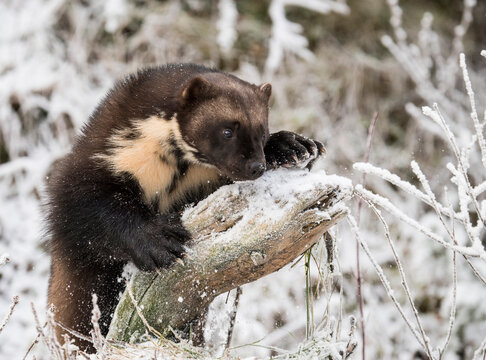 Side view of wolverine (Gulo gulo) sitting on wood in snow, Haines, Alaska, USA