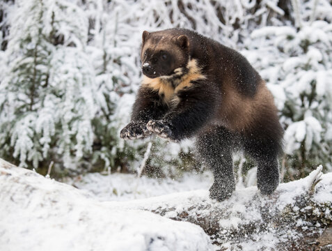 Side view of wolverine (Gulo gulo) jumping on snow, Haines, Alaska, USA