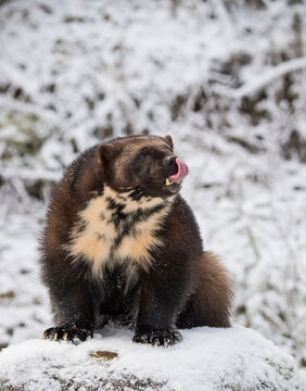 Front view of wolverine (Gulo gulo) sitting on snow, Haines, Alaska, USA