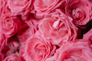 Pink roses as a background close-up. Mother's day, Valentines Day, Birthday celebration concept. Greeting card.