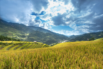 Obraz premium Paddy rice terraces with ripe yellow rice. Agricultural fields in countryside area of Mu Cang Chai, Yen Bai, mountain hills valley in Asia, Vietnam. Nature landscape background