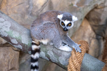 Lemur sitting on a branch.