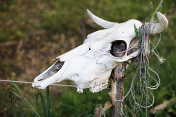 Obraz premium cow skull in the grass