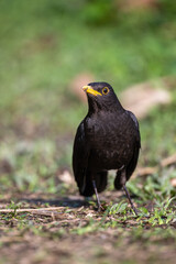 Eurasian Blackbird