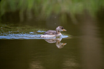 a swimming grebe in the pond