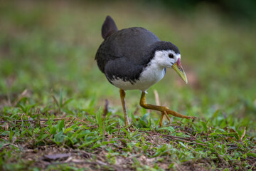 portrait for a White-breasted Waterhen 