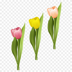 Yellow and Pink Tulip Flower with Leaves