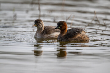 two grebes in the water