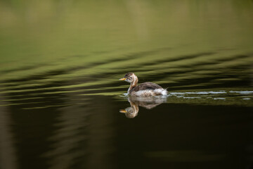 a swimming grebe in the pond