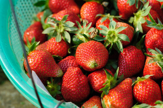 Fresh picked red strawberry fruits closeup