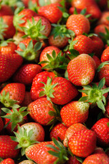 Fresh picked red strawberry fruits closeup