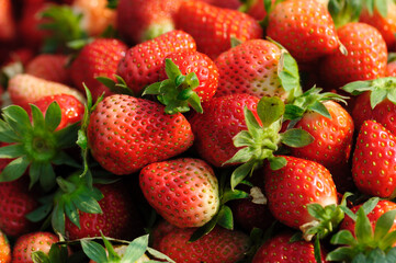 Fresh picked red strawberry fruits closeup