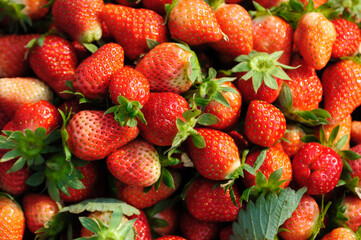 Fresh picked red strawberry fruits closeup
