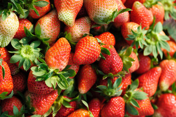 Fresh picked red strawberry fruits closeup