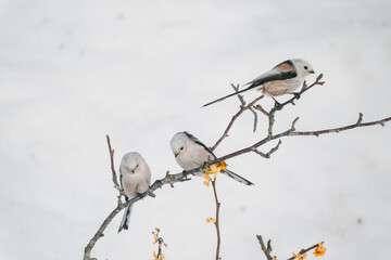 雪原に現れた妖精の小鳥　１５