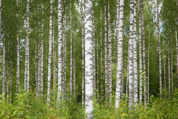 Birch forest at summer