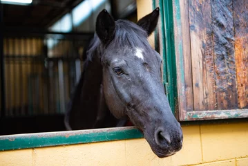 Fotobehang bellissimo primo piano di cavallo marrone con striscia bianca sul muso nella sua scuderia © garpinina