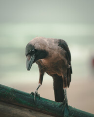crow sitting on the wood