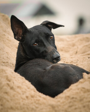 portrait of a dog in beach