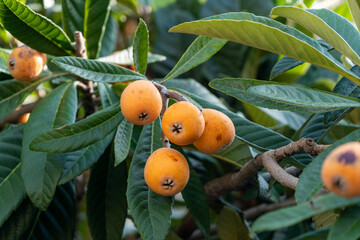 Fruit of loquat - Eriobotrya japonica - has become in Fukuoka city, JAPAN.