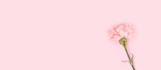 Banner with one carnation flower on a pink background. Place for text.
