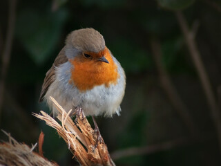 Closeup of a robin bird on a branch looking down against a dark background