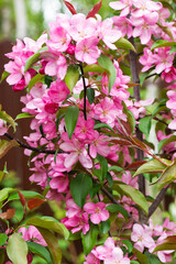 Pink apple tree flowers, spring flowering of trees.