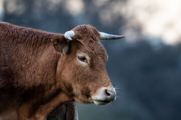 vache