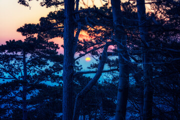 sunrise between trees
