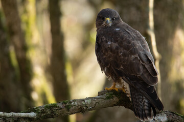 Buse variable