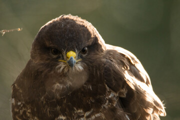 Buse variable