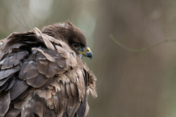Buse variable